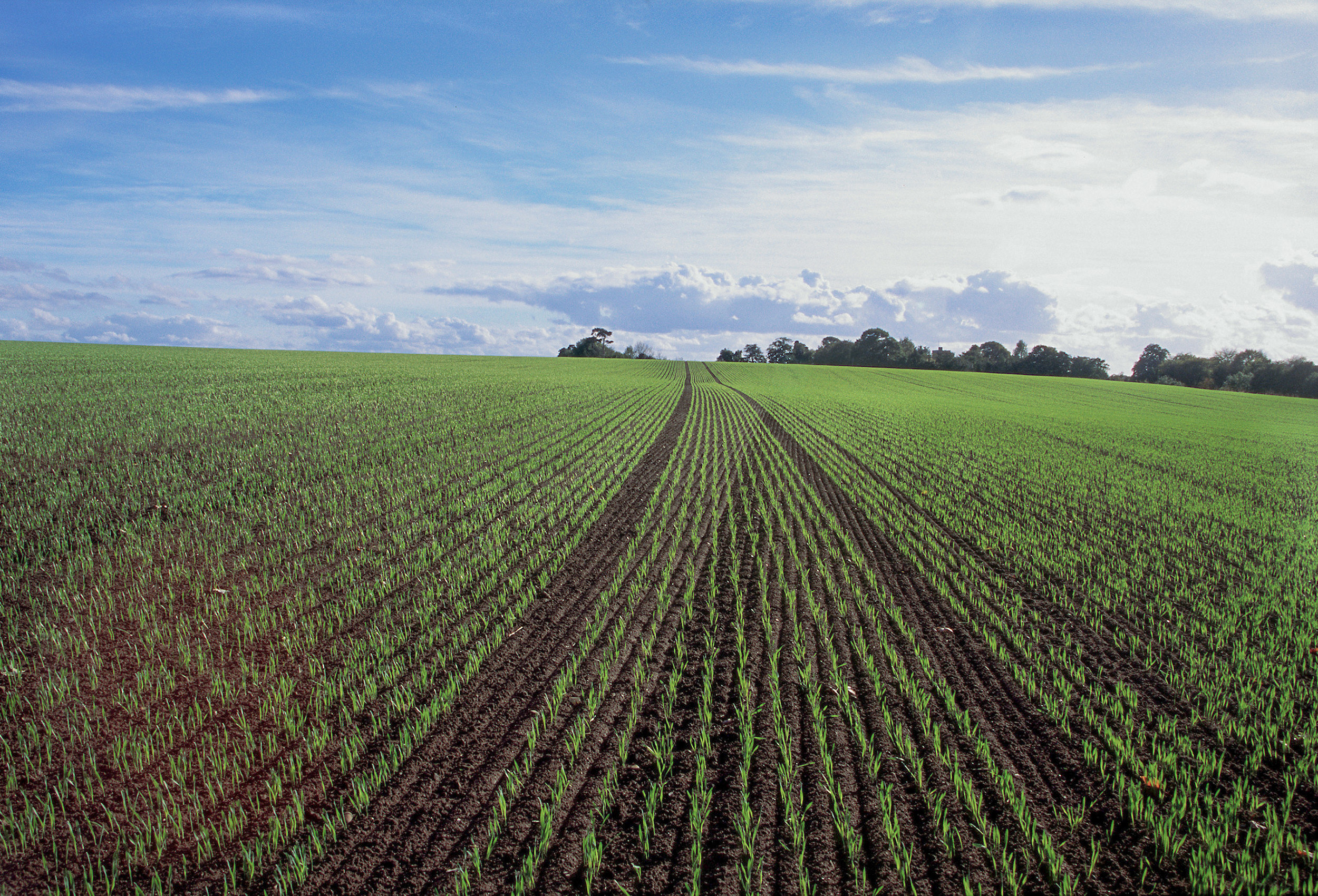 2021 Protecting rye & barley with pre and postemergence herbicides